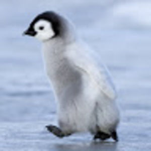 Meet your Posher, Rania